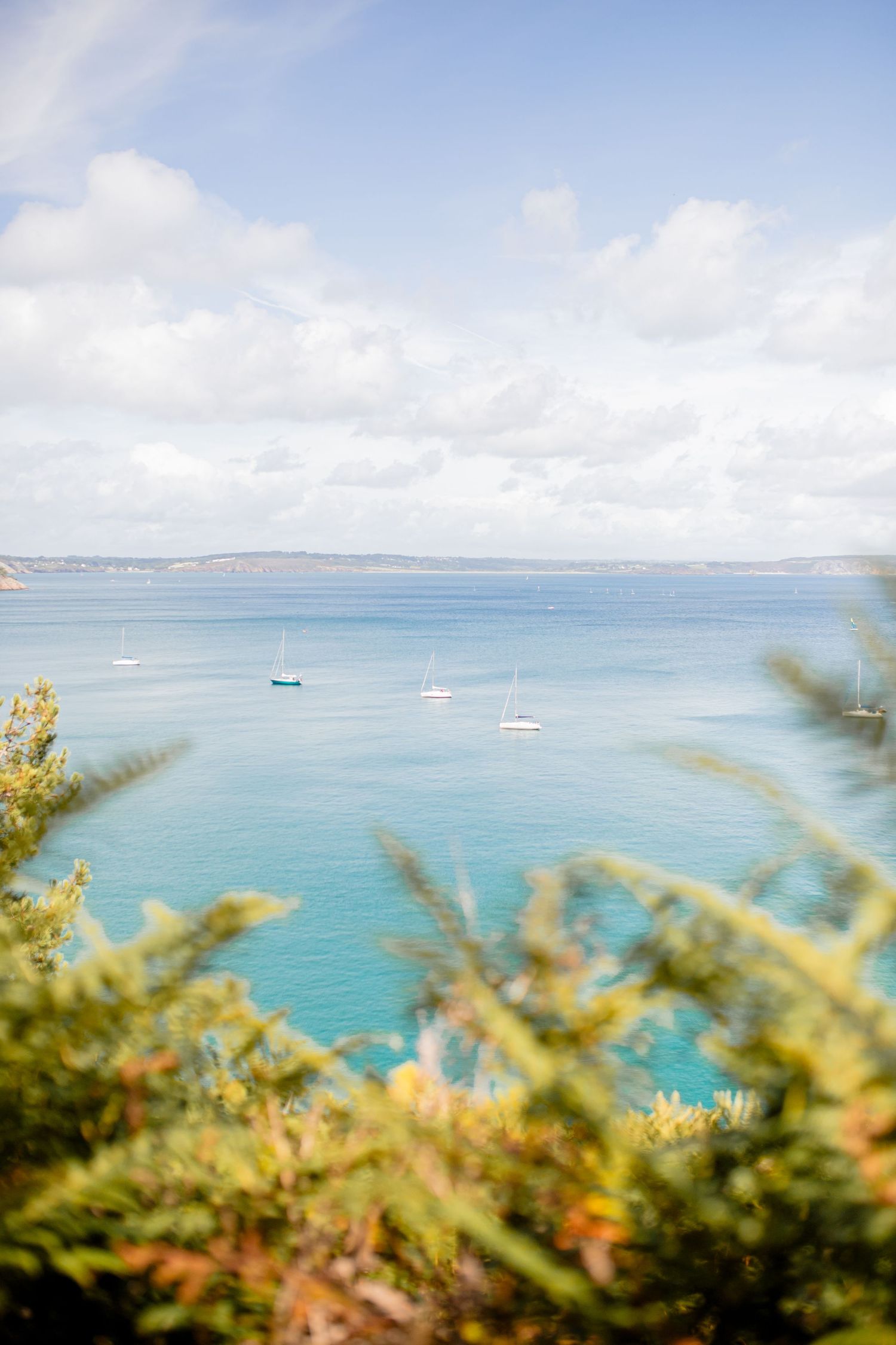 vue du GR la presqu'île de crozon sur l'eau avec détails fougères