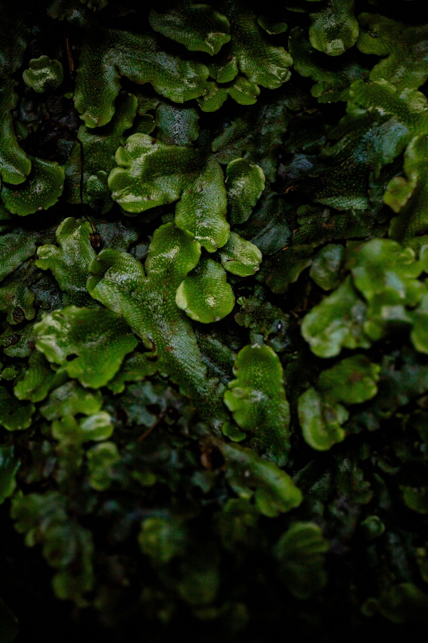 détail macro de mousse à Madère près d'une cascade