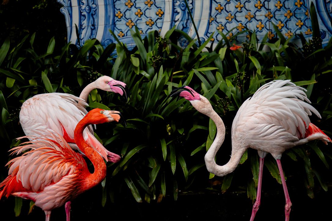 Two vibrant pink flamingos stand among lush green foliage with ornate blue architectural details in the background.