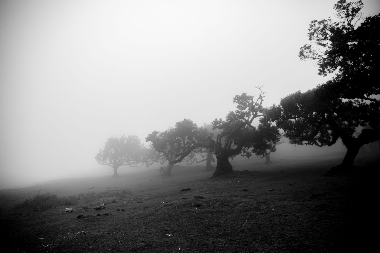 Brume dans la foret de Fanal à Madère