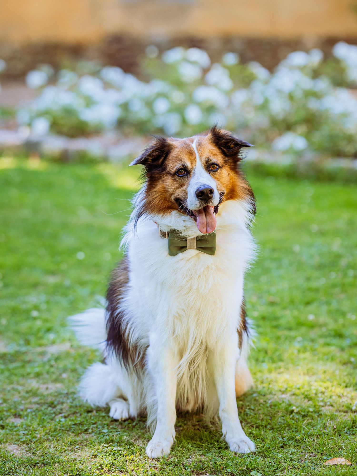 A Shetland Sheepdog wearing a bow tie sits gracefully on green grass in a series of outdoor portraits.