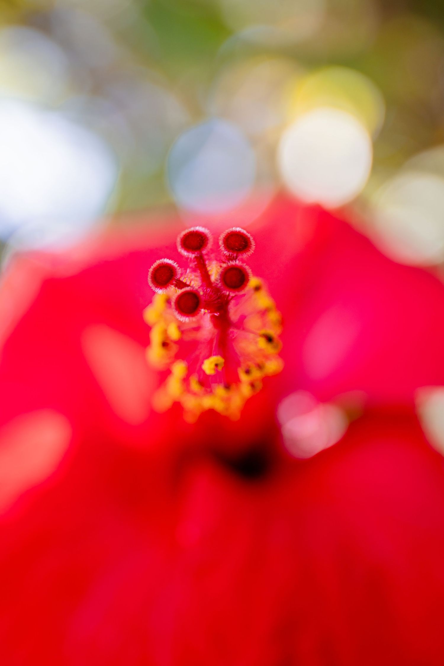 Macro fleurs Madère