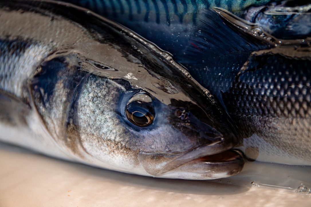 Detailed side view of fresh fish faces showing gills and eyes.