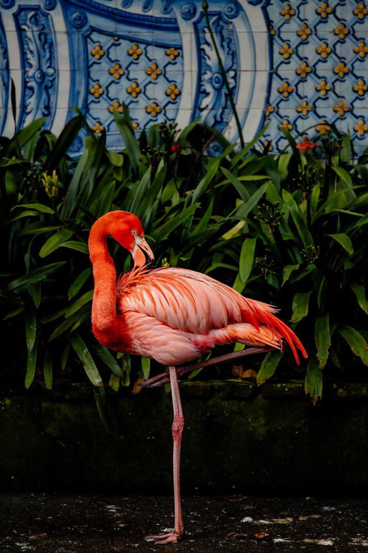 Pink flamingo standing on one leg near ornate blue fence and tropical plants.