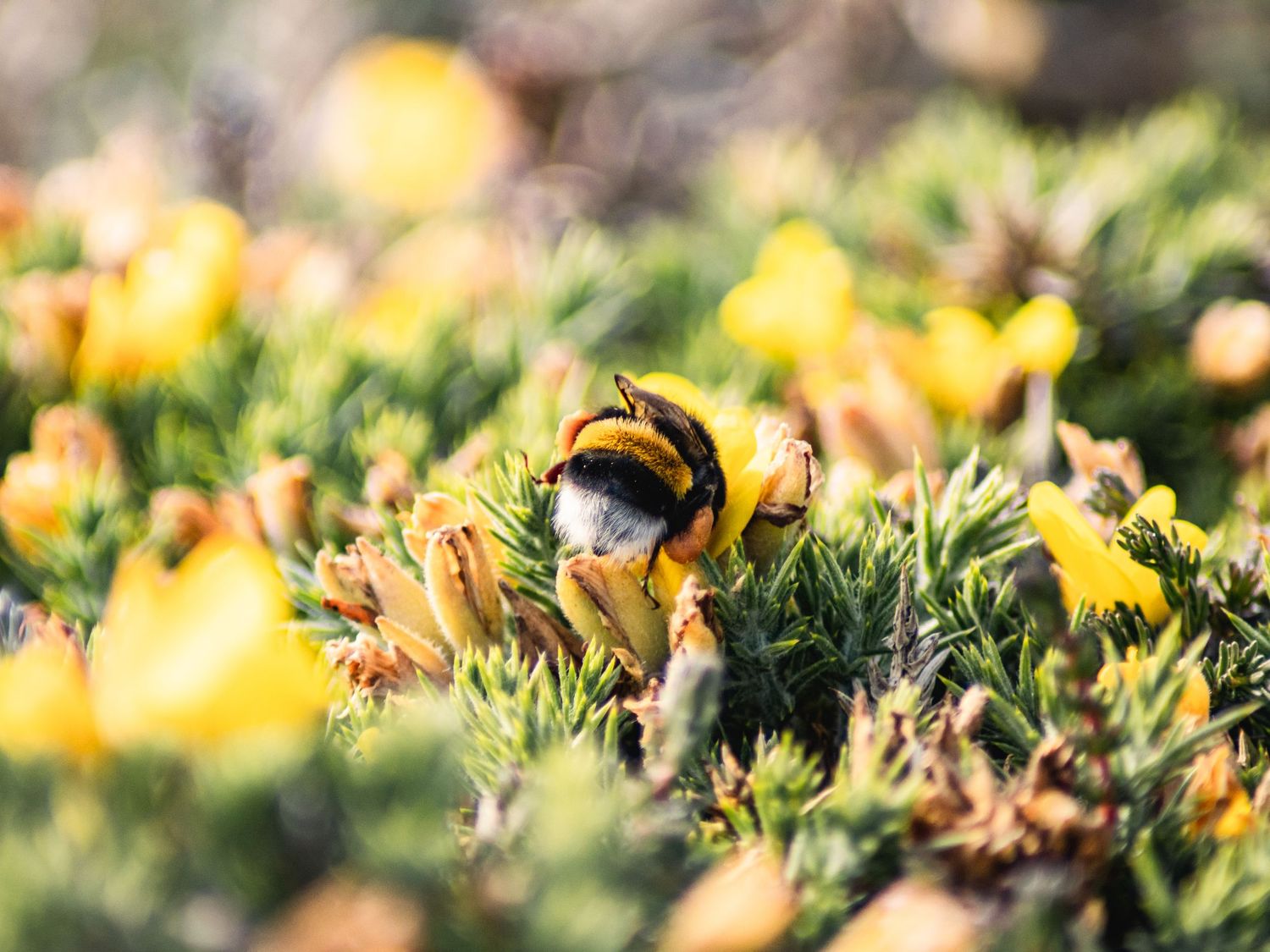 Close-up of a fuzzy bumblebee gathering nectar from yellow alpine flowers.