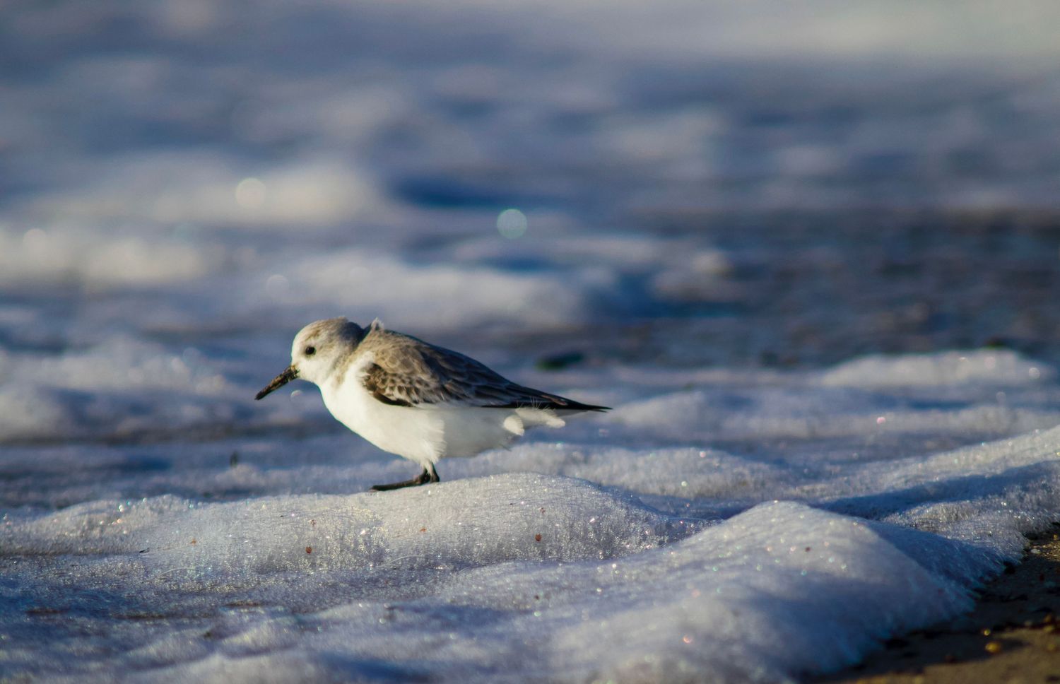 Small shorebirds resting on snowy beach in winter light.