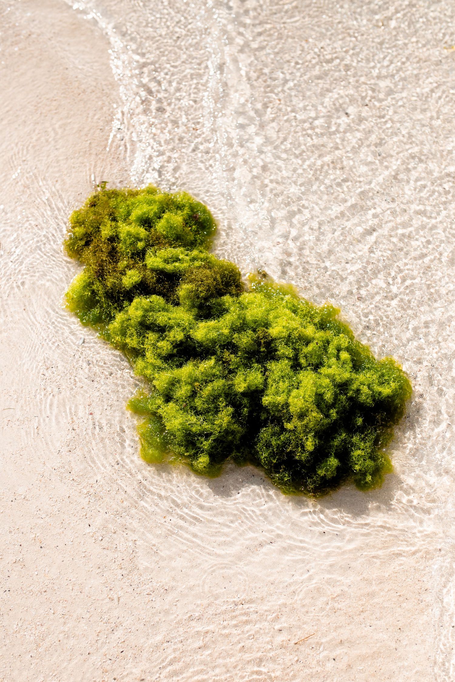 détail de mousse au bord de l'eau, une île sur une île