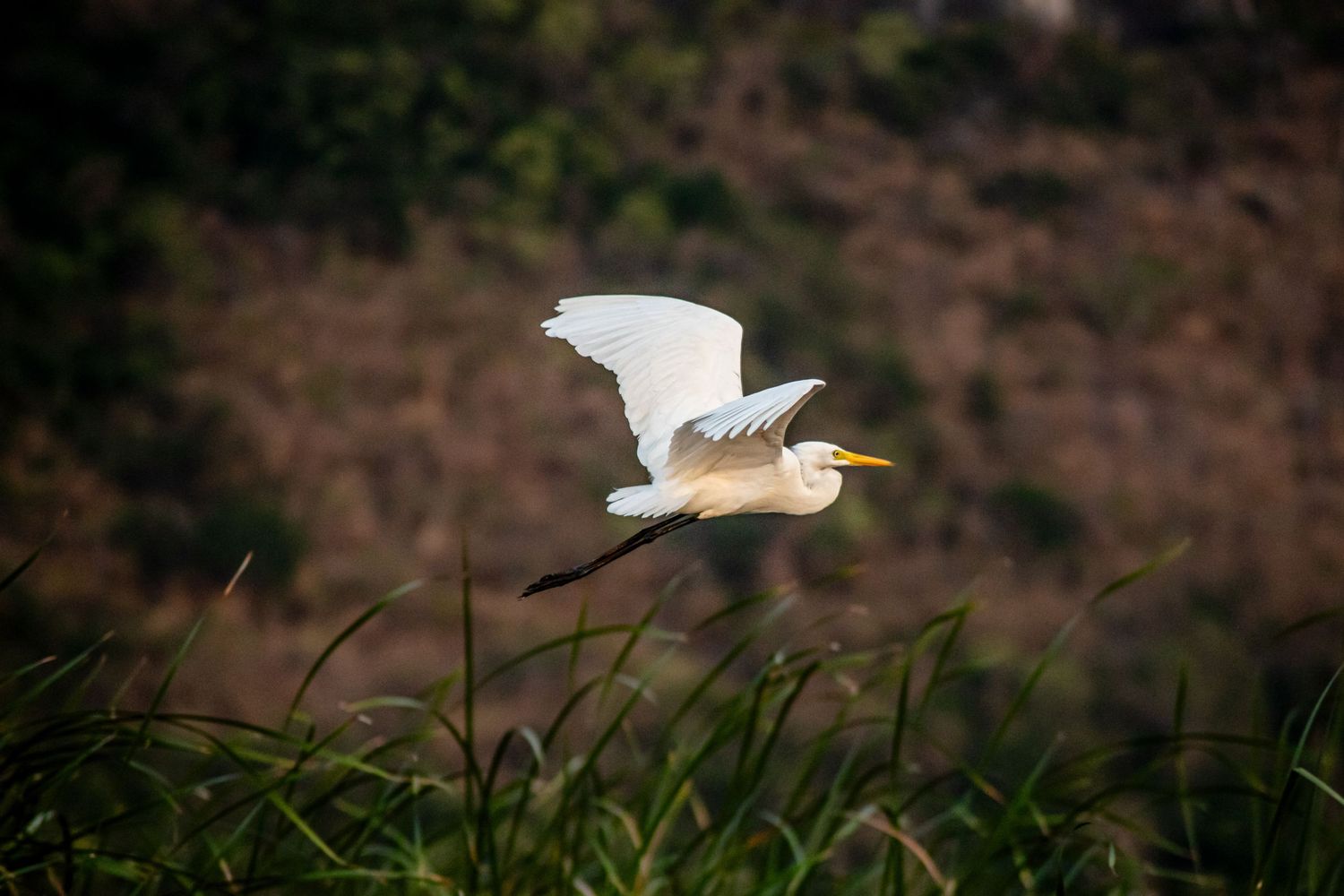 White egret takes flight across a natural landscape.