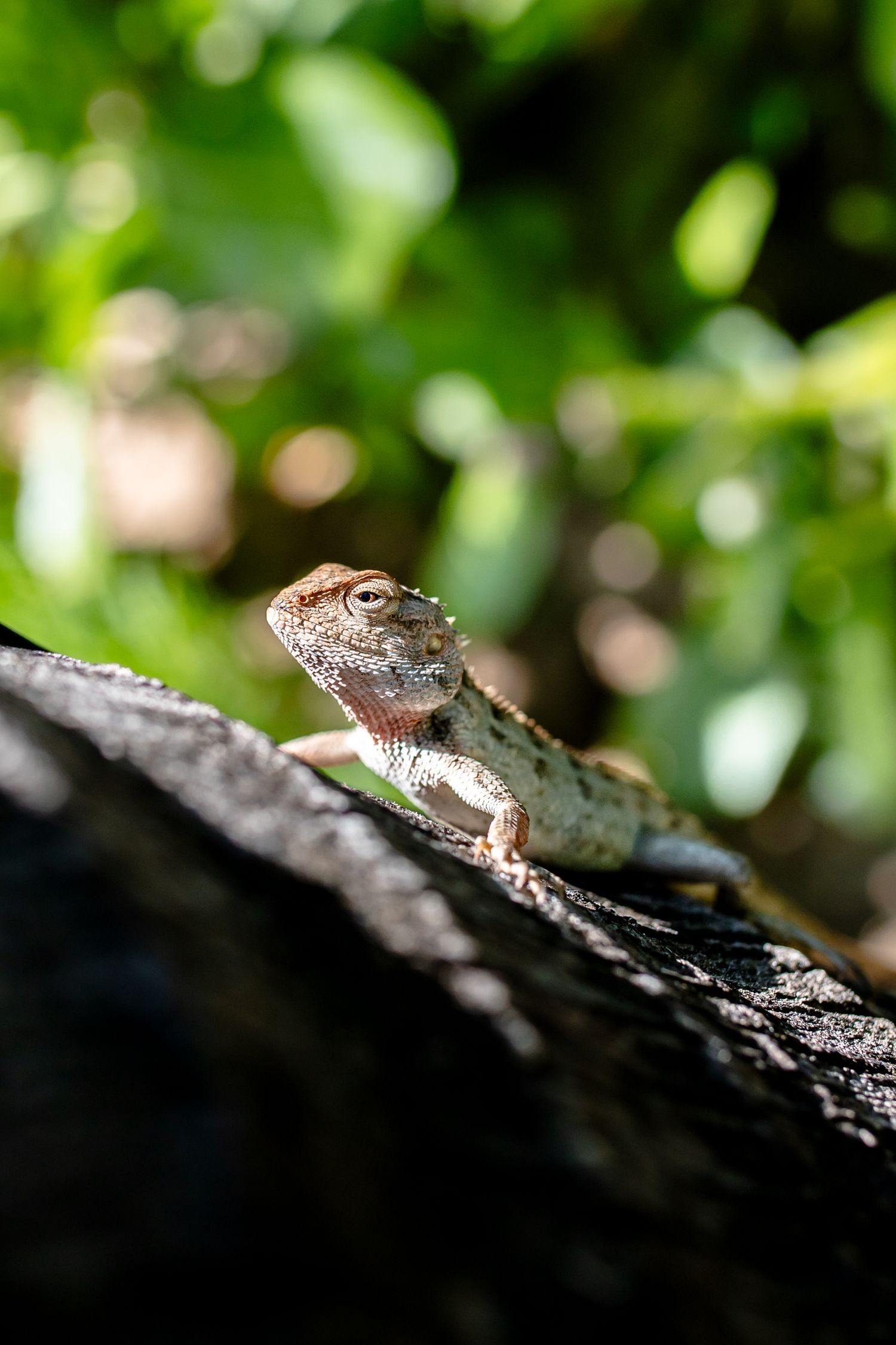 Lézard à Maurice