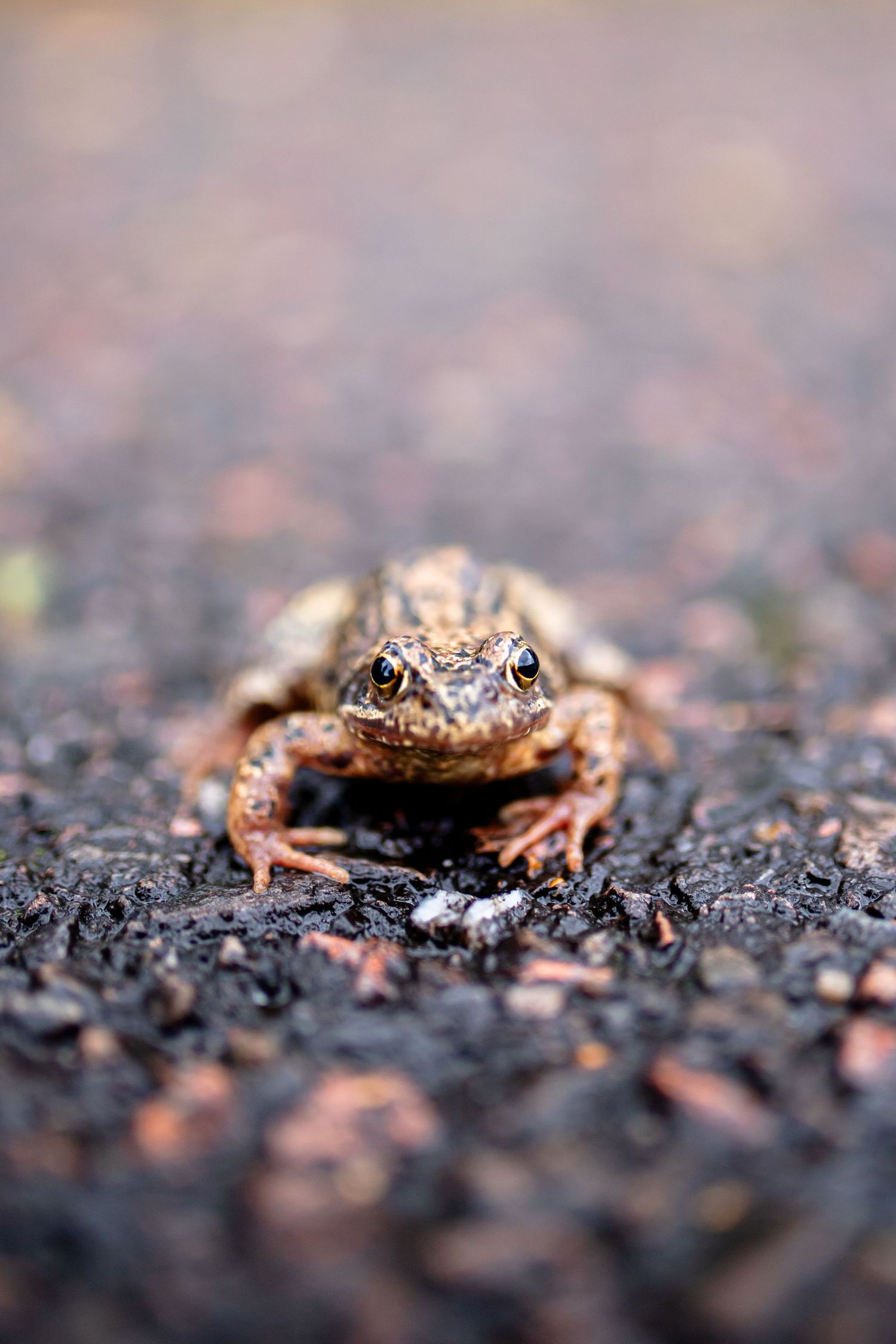 Grenouille en écosse
