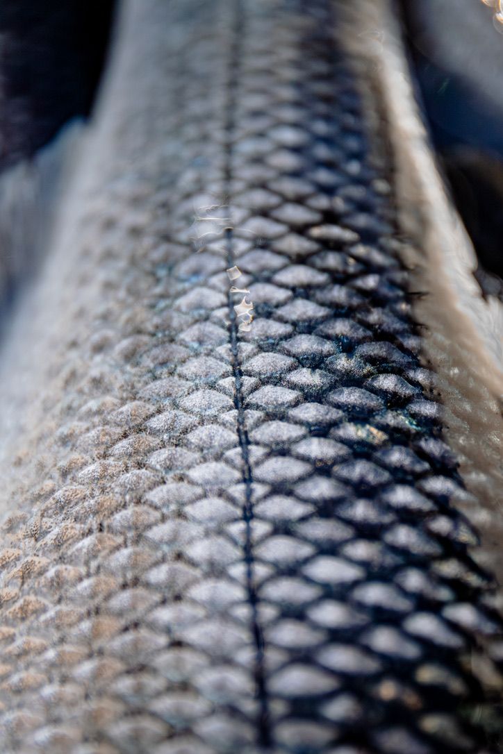 Close-up of silvery fish scales showing diamond pattern texture.
