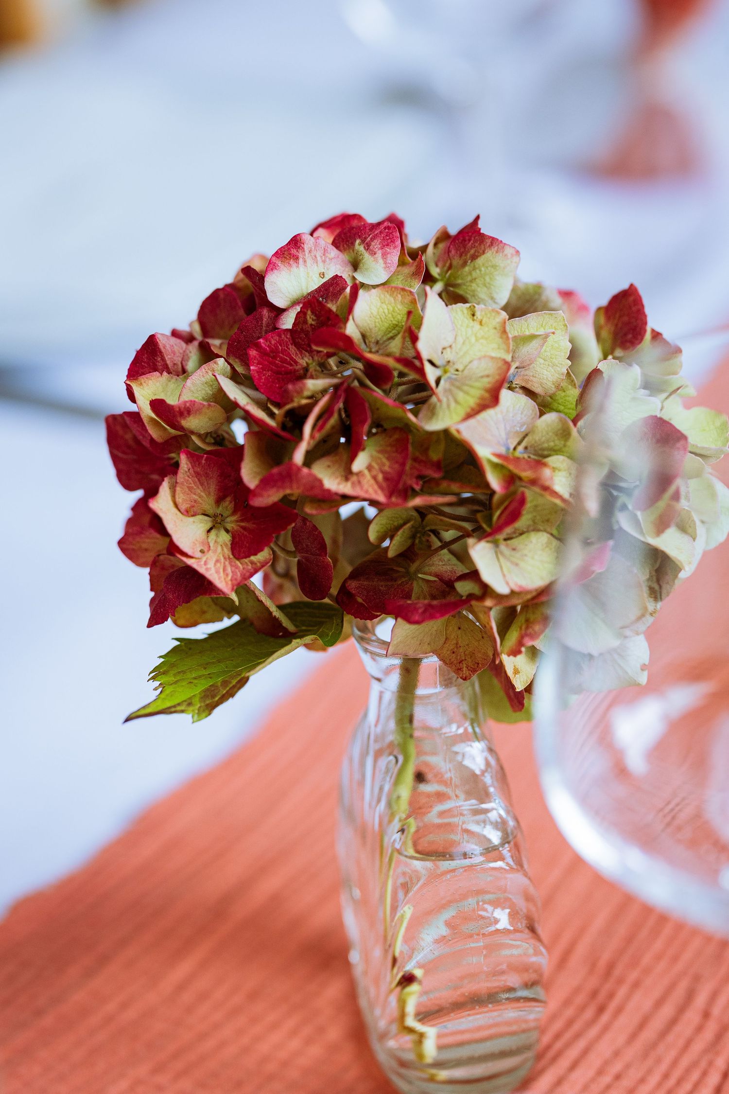 Dried hydrangea flowers in glass vases create an elegant autumn display on a coral-colored tablecloth.