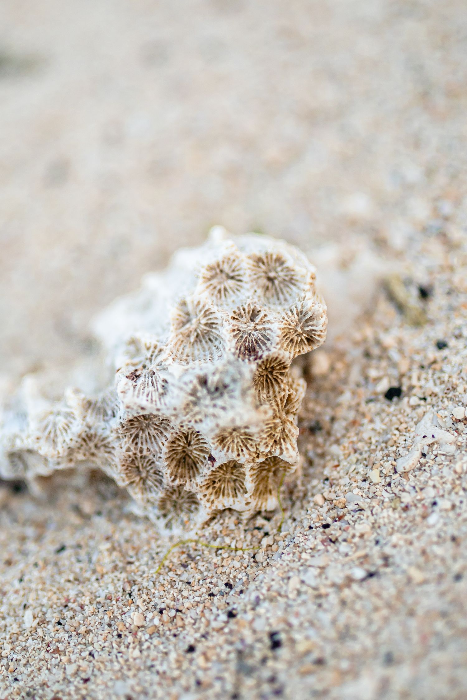 Détail corail à Maurice