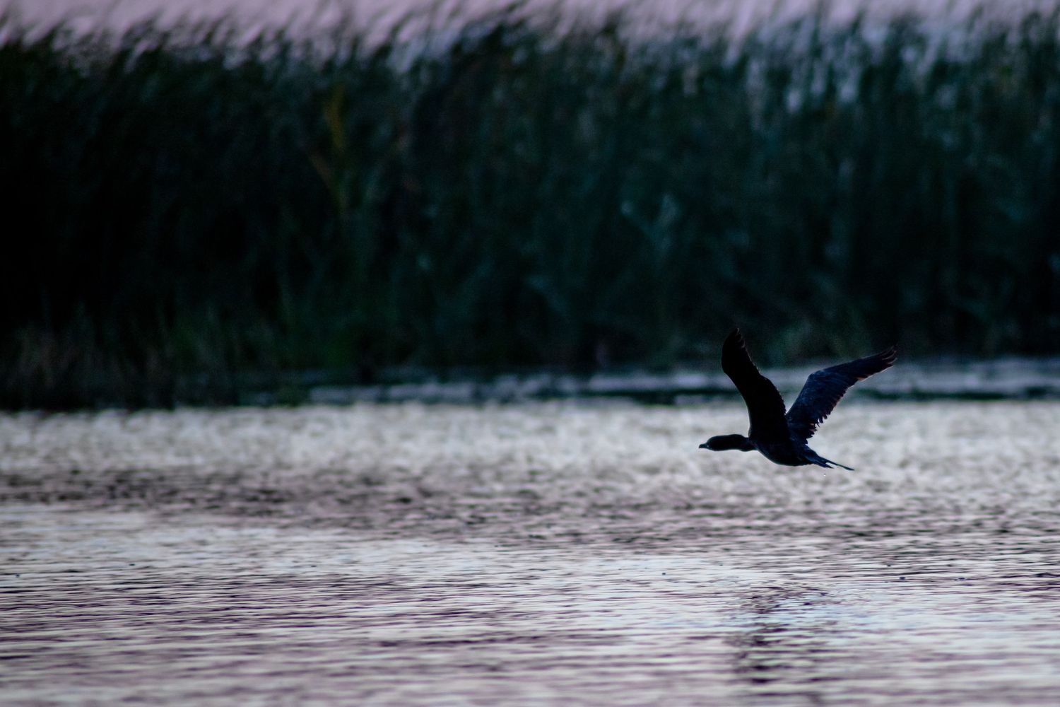 Dark silhouette of birds flying low over water at twilight.