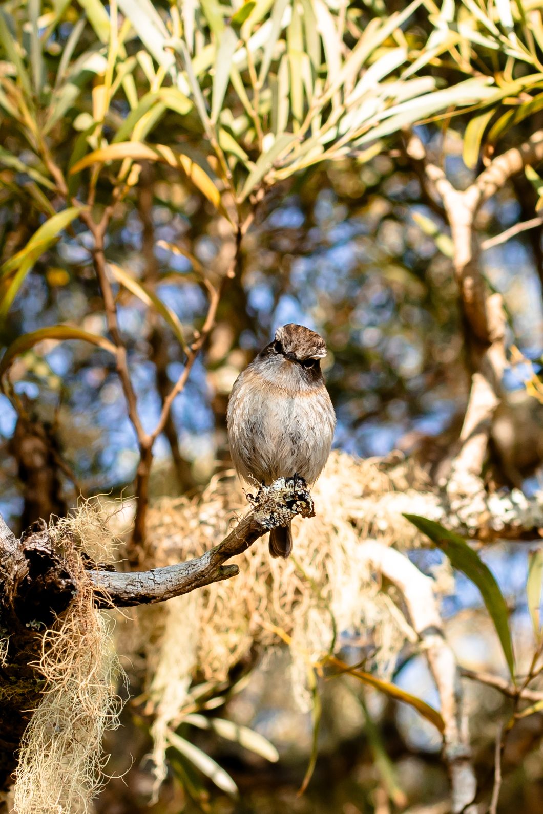 Small sparrow perched on branch among Spanish moss and foliage in sunlight.