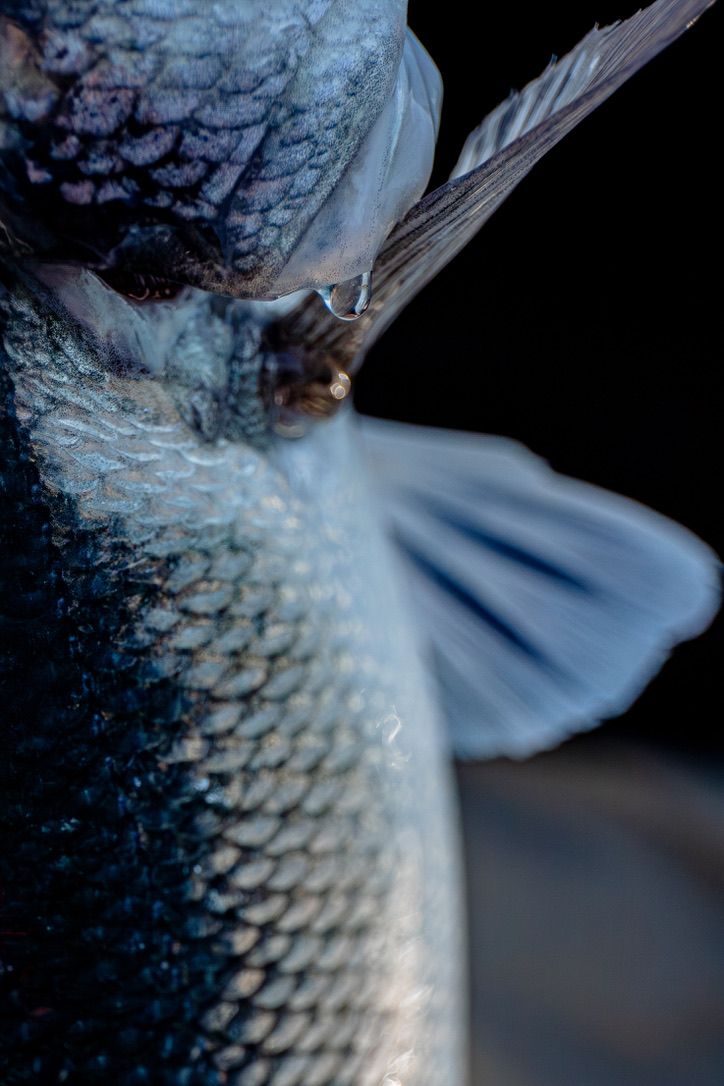 Close-up shots of fish fins and scales with delicate white details.