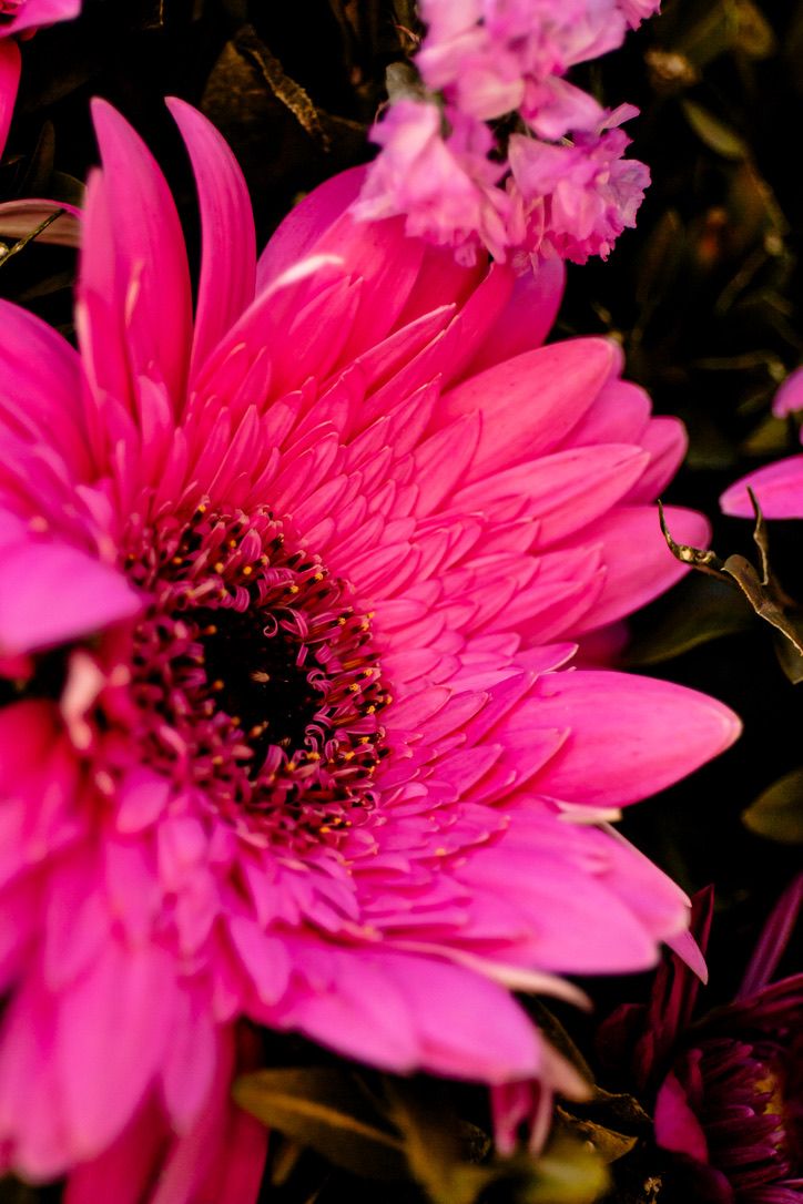 Vibrant pink gerbera daisy flower macro shot showing detailed petals and dark center against black background.