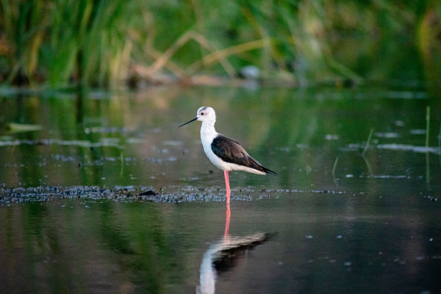 Black and white stilt bird with long red legs standing in shallow water with its reflection visible.