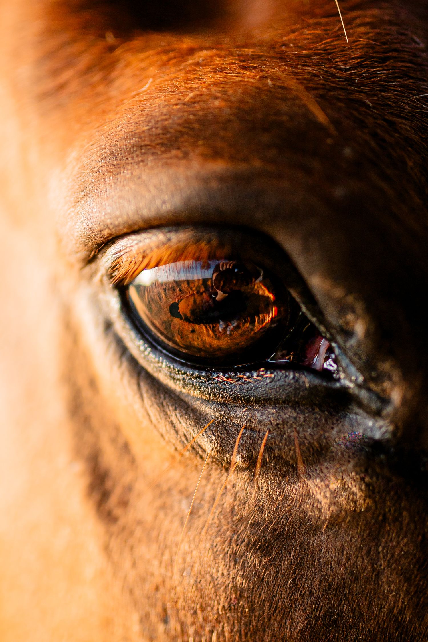 Macro oeil de cheval avec reflets