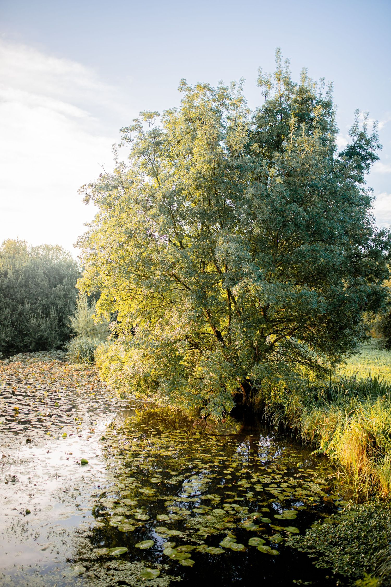 Arbre au bord de l'eau au Lion d'Angers