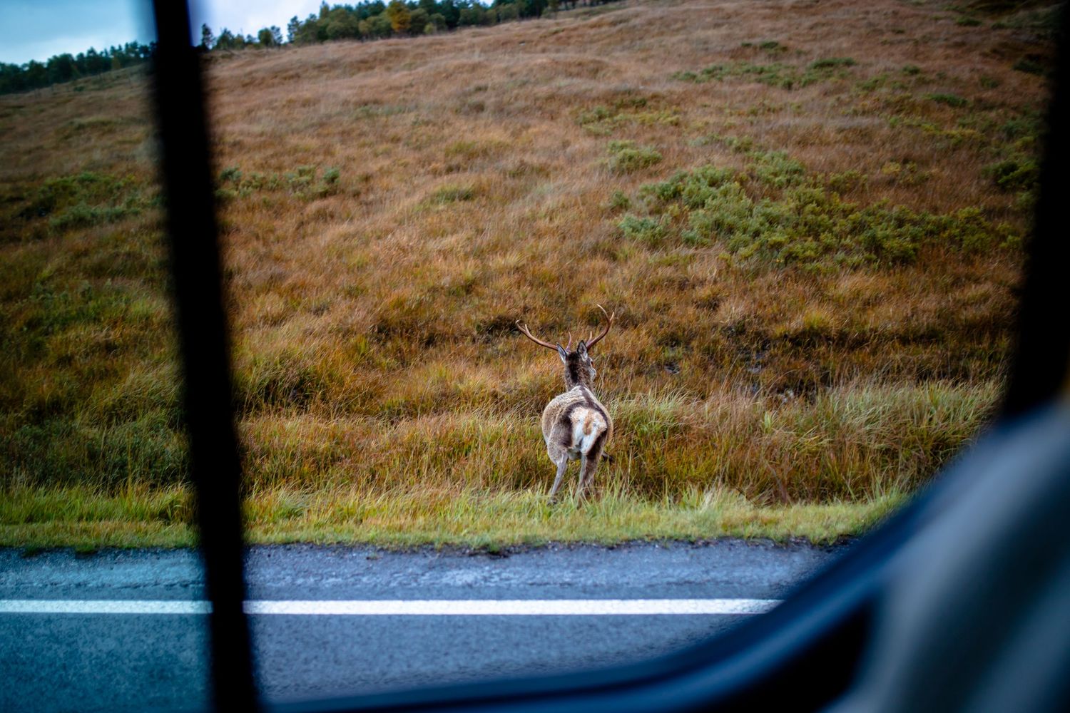 Cerf en fuite bord de route Ecossaise