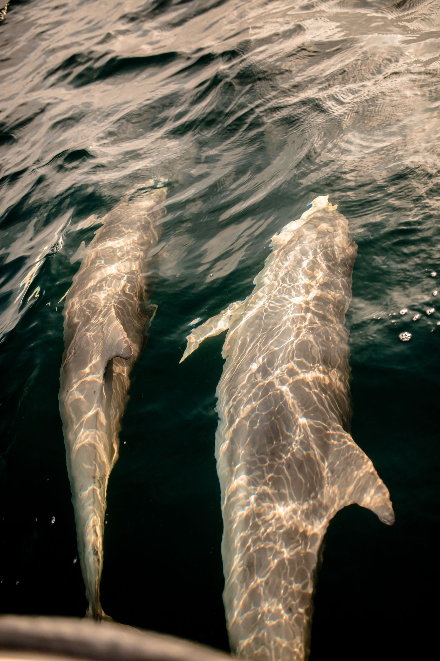 Two dolphins gliding beneath the surface of dark ocean waters with sunlit patterns on their skin.