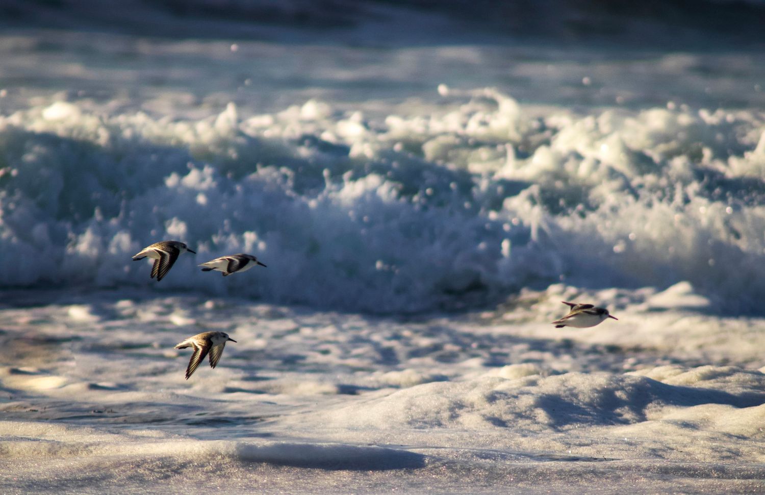 envolée de bécasseaux au bord de l'eau