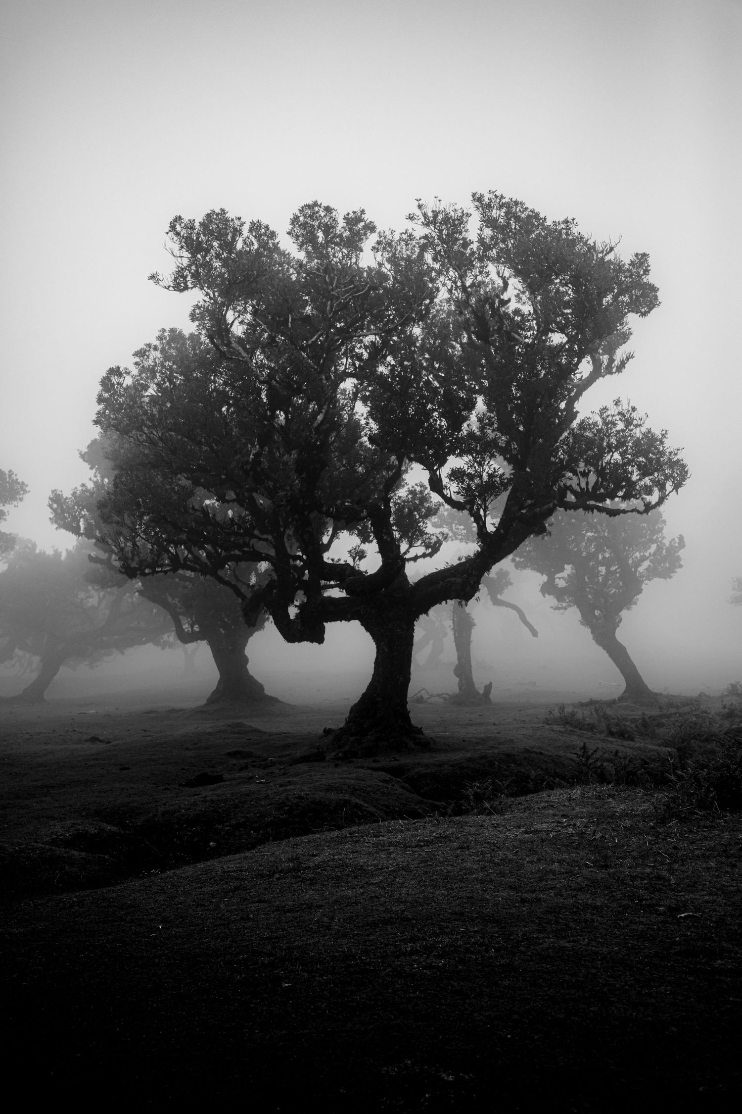 Brume dans la foret de Fanal à Madère 2.0