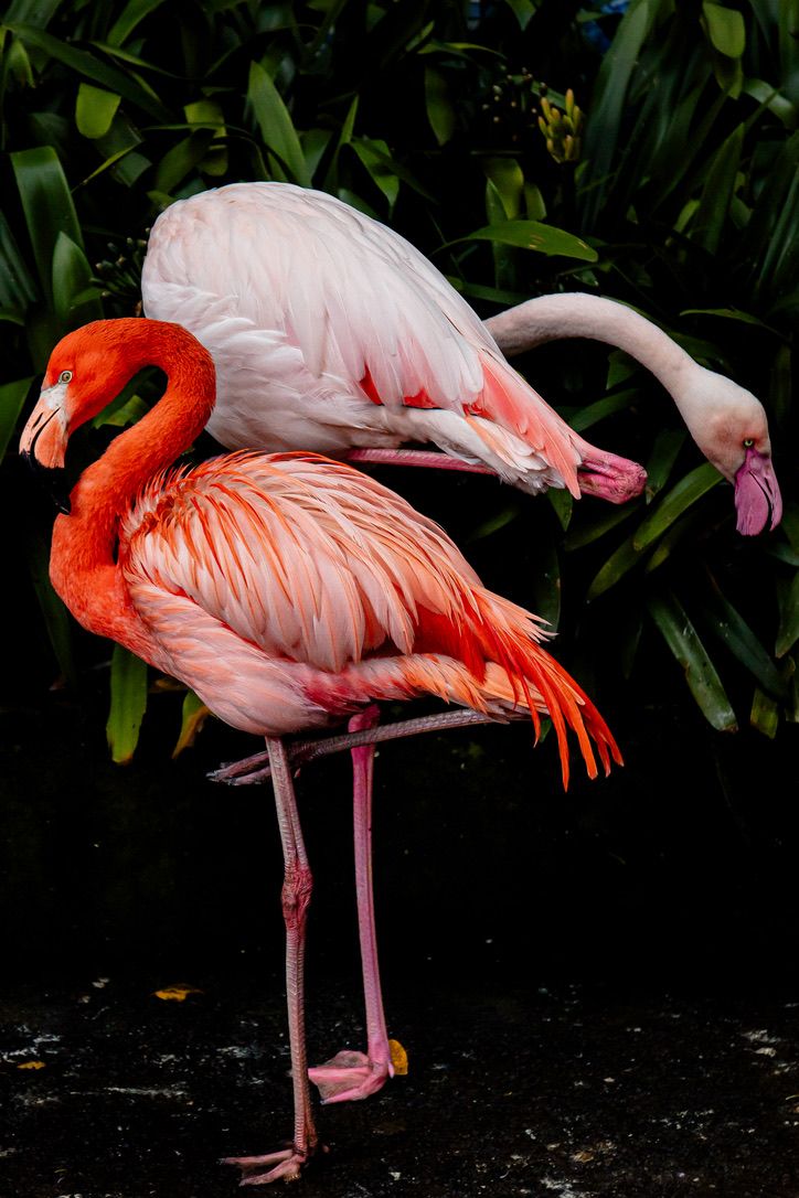 Group of flamingos displaying their pink plumage against dark foliage background.