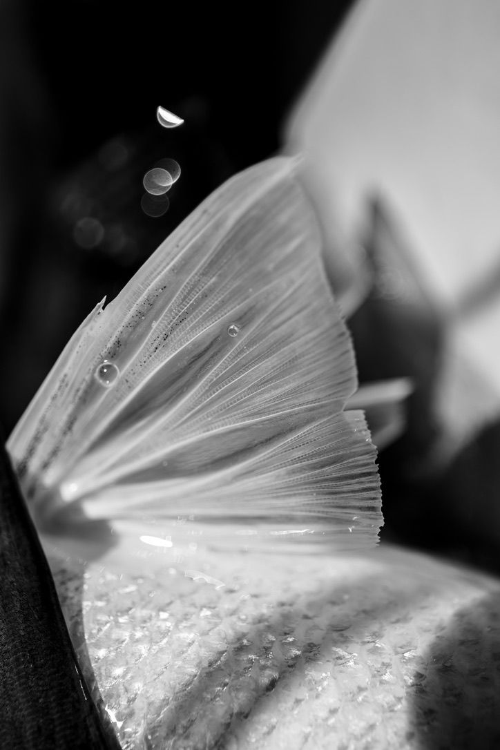 Black and white macro photograph of translucent fish fins with water droplets.