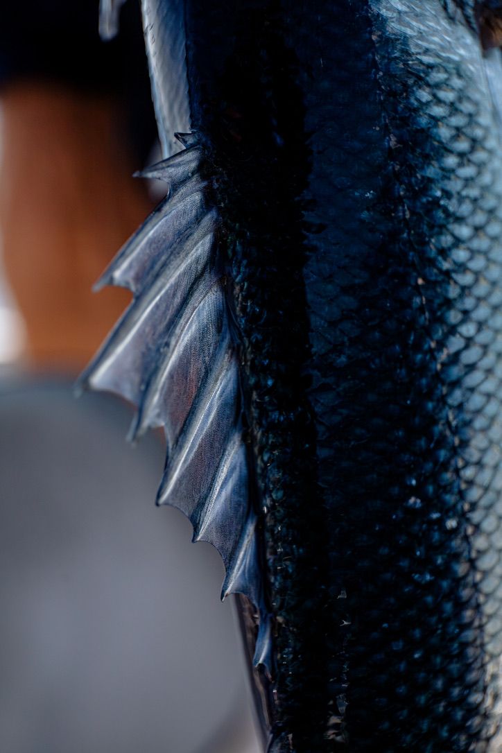 Macro detail of dark blue fish scales showing textured pattern.
