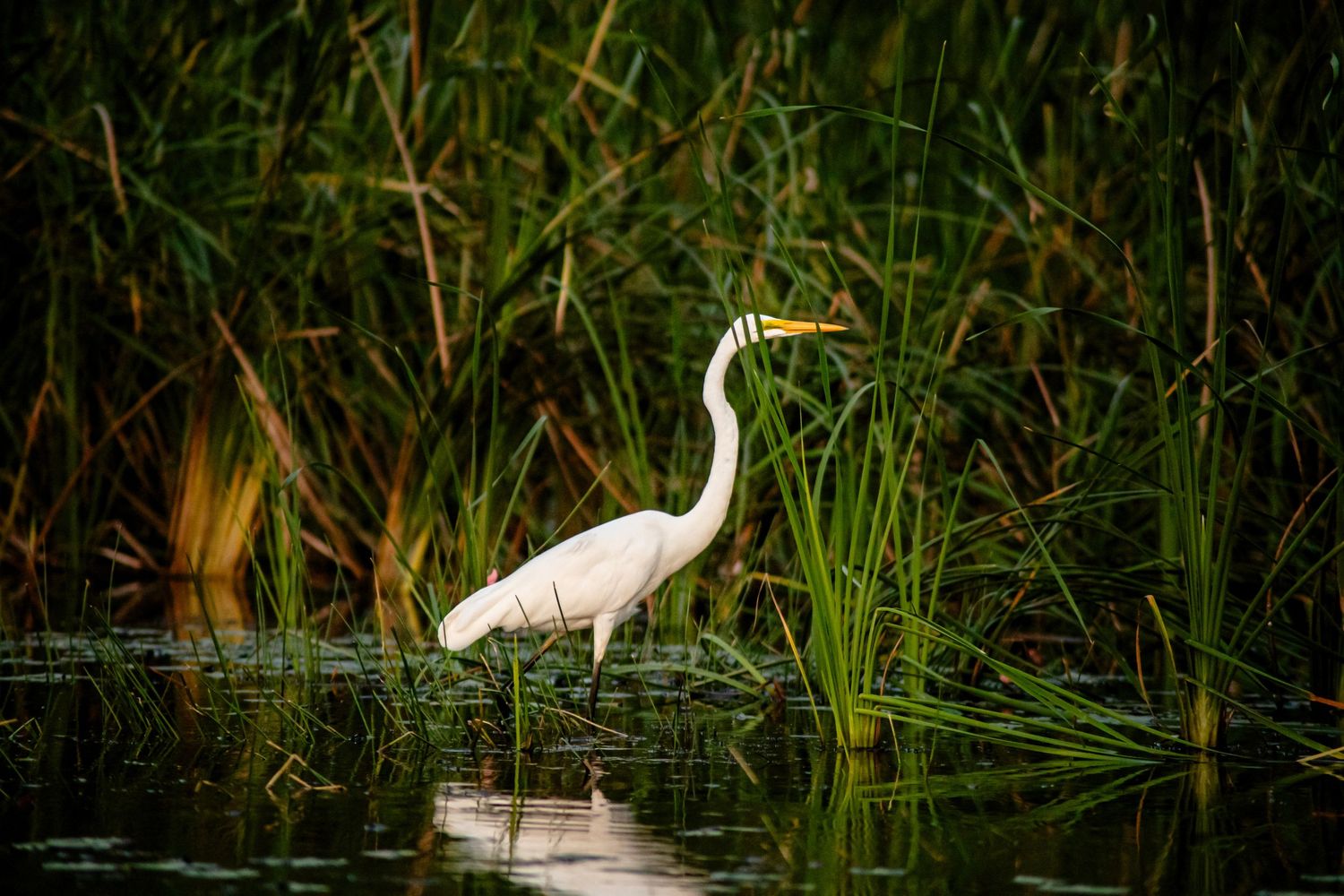 Great egret stands among tall marsh grasses in natural wetland habitat.