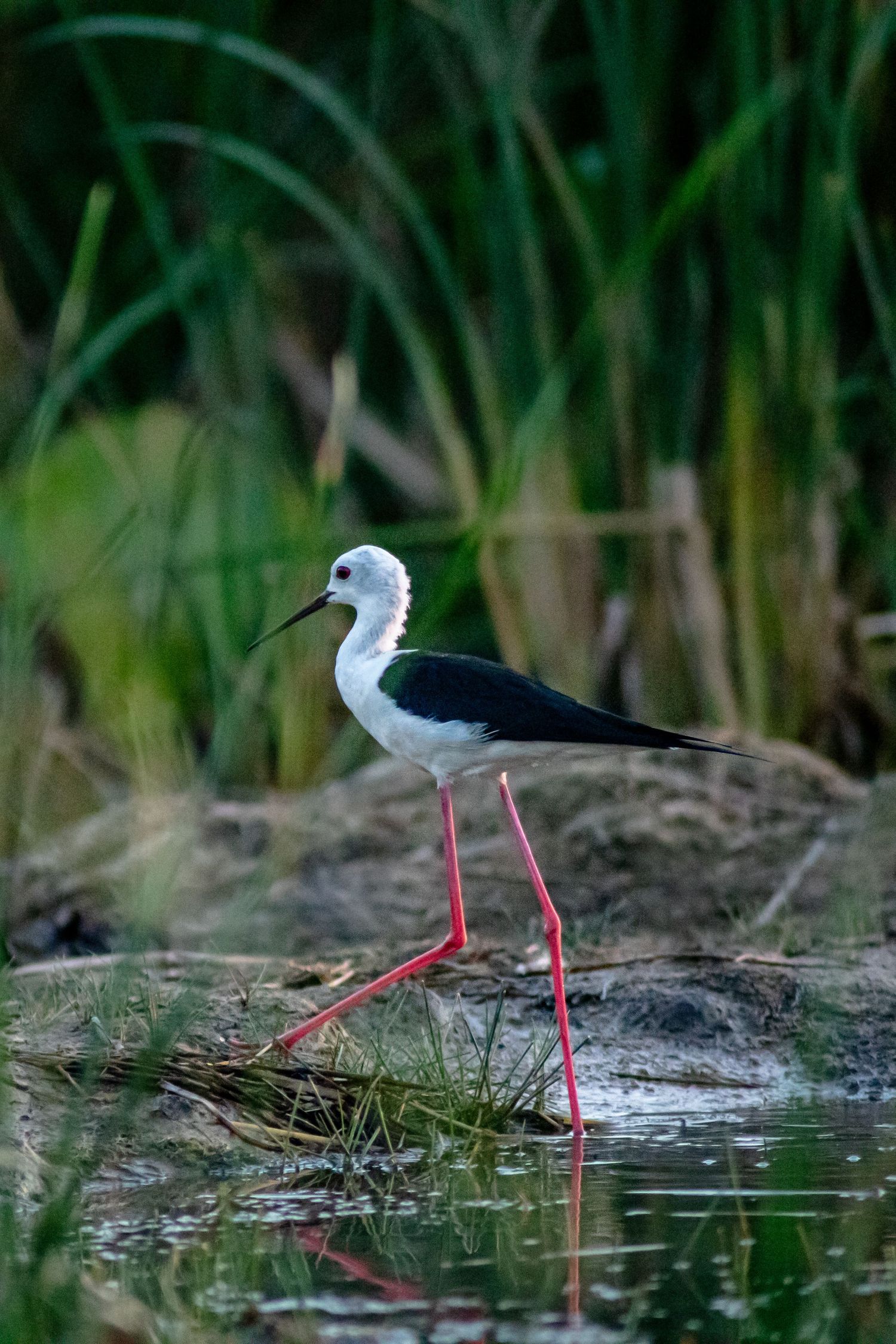 Black-winged stilt wading bird with distinctive red legs stands in shallow water.