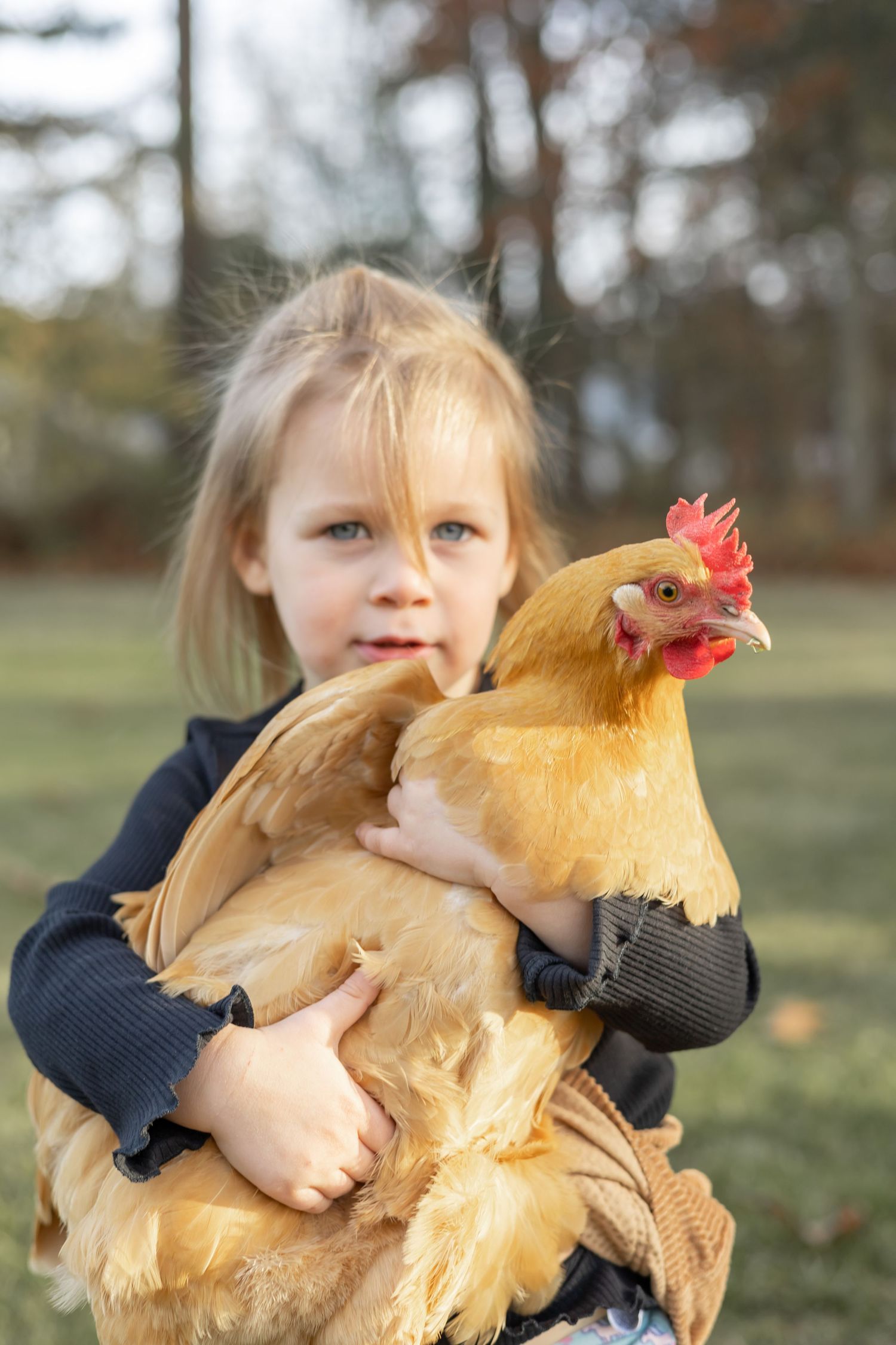 A young child in a navy sweater holds a buff-colored chicken outdoors.