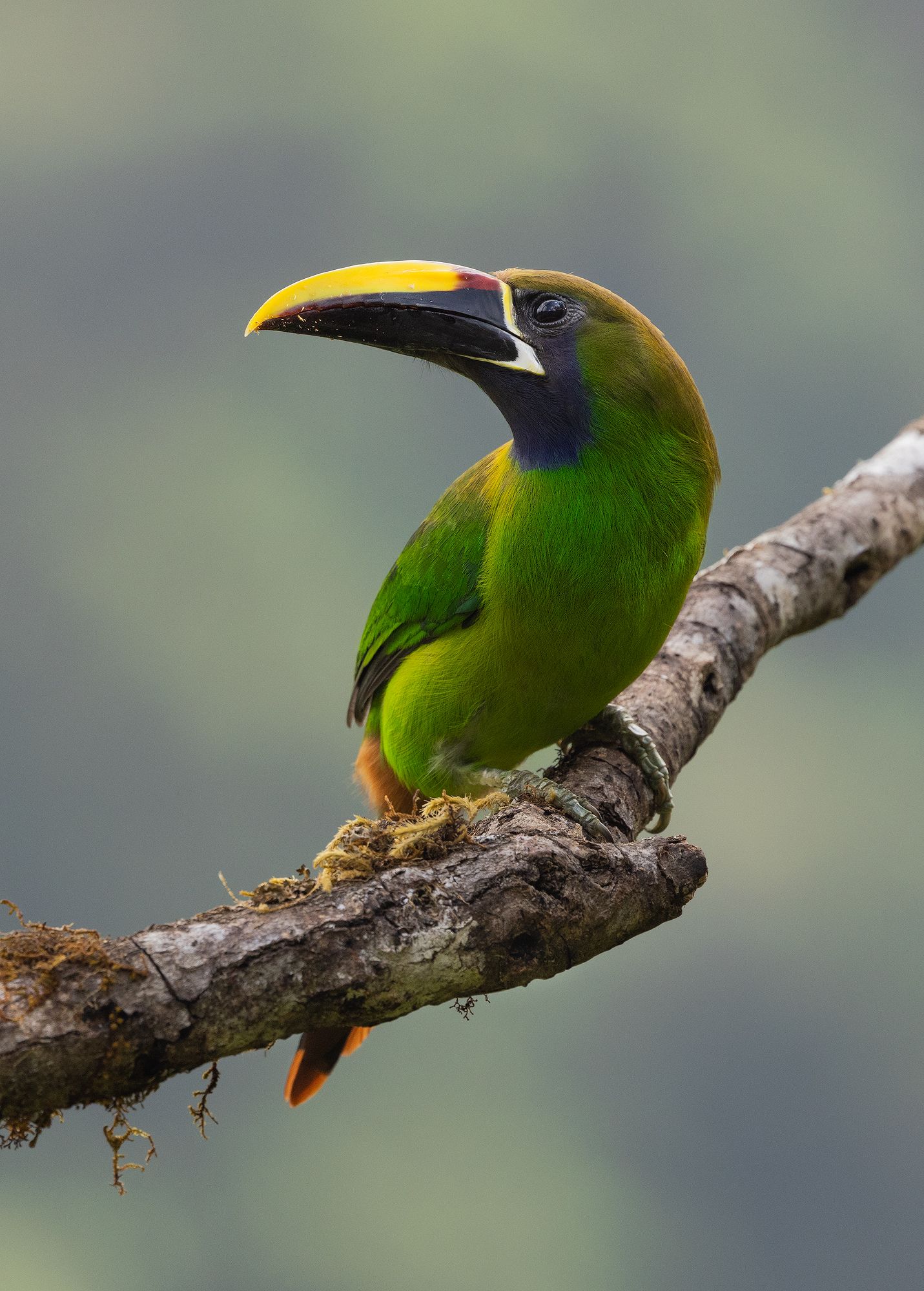 A colorful toucan with large yellow beak perches on a tree branch against blurred background. Bird photography Costa Rica.