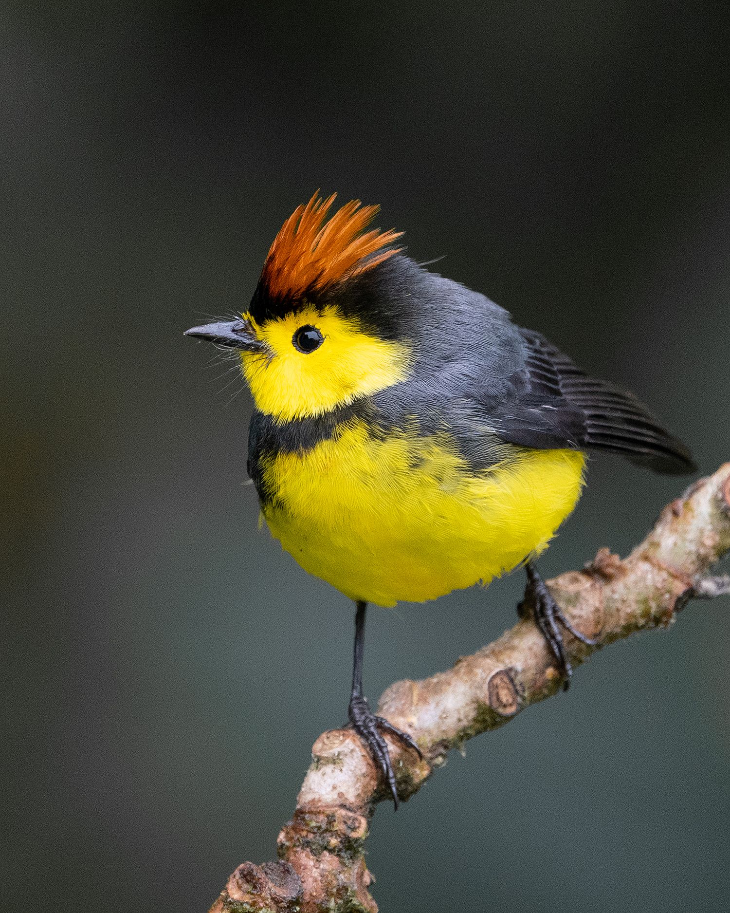 A yellow and grey bird with distinctive orange crest perches on a thin branch. Bird photography Costa Rica.
