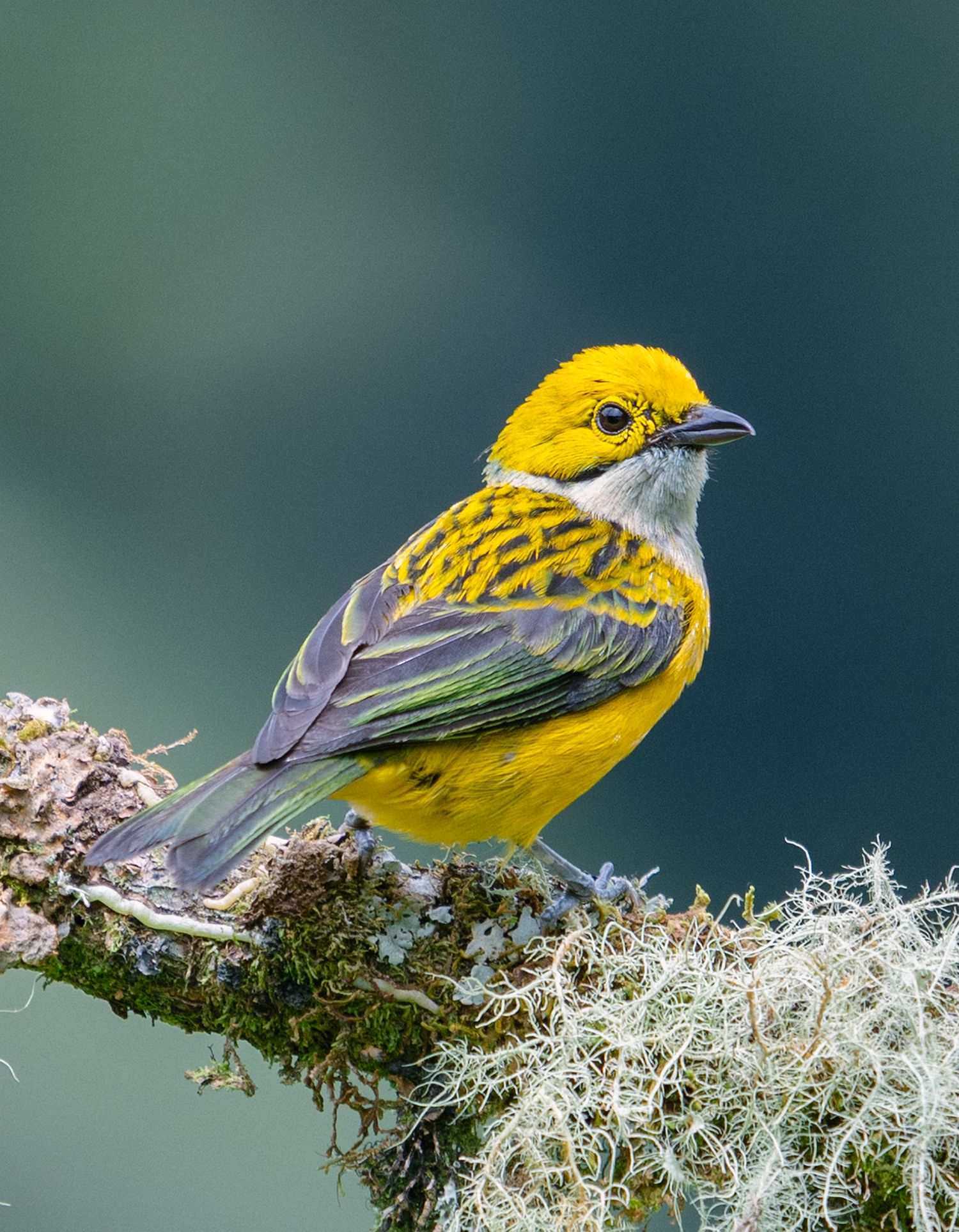 Yellow and gray songbird perched on lichen-covered branch against blurred background. Costa Rica, birding. Bird photography Costa Rica.