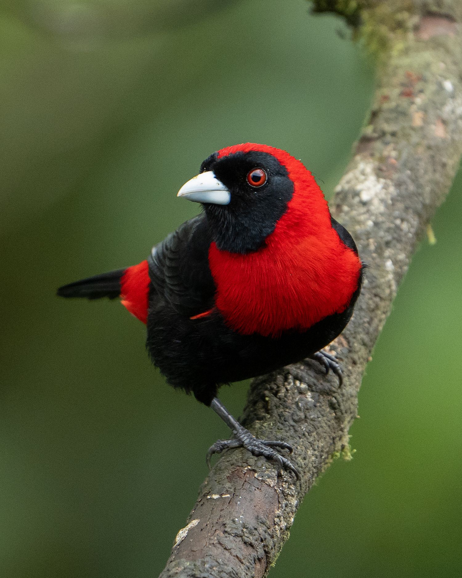 Red and black tanager bird perched on branch showing different angles and poses. Bird photography Costa Rica.