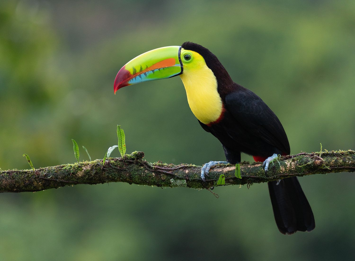 A row of toucans with distinctive large beaks perched along a mossy branch in the rainforest. Bird photography Costa Rica.
