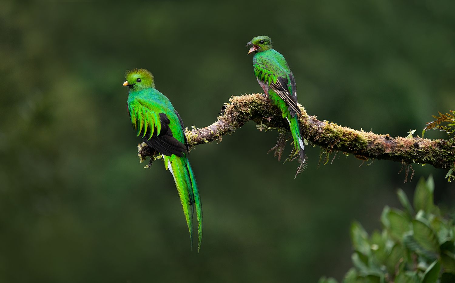 Vibrant green resplendent quetzal displaying their colorful plumage while resting on tree branches. Bird photography Costa Rica.