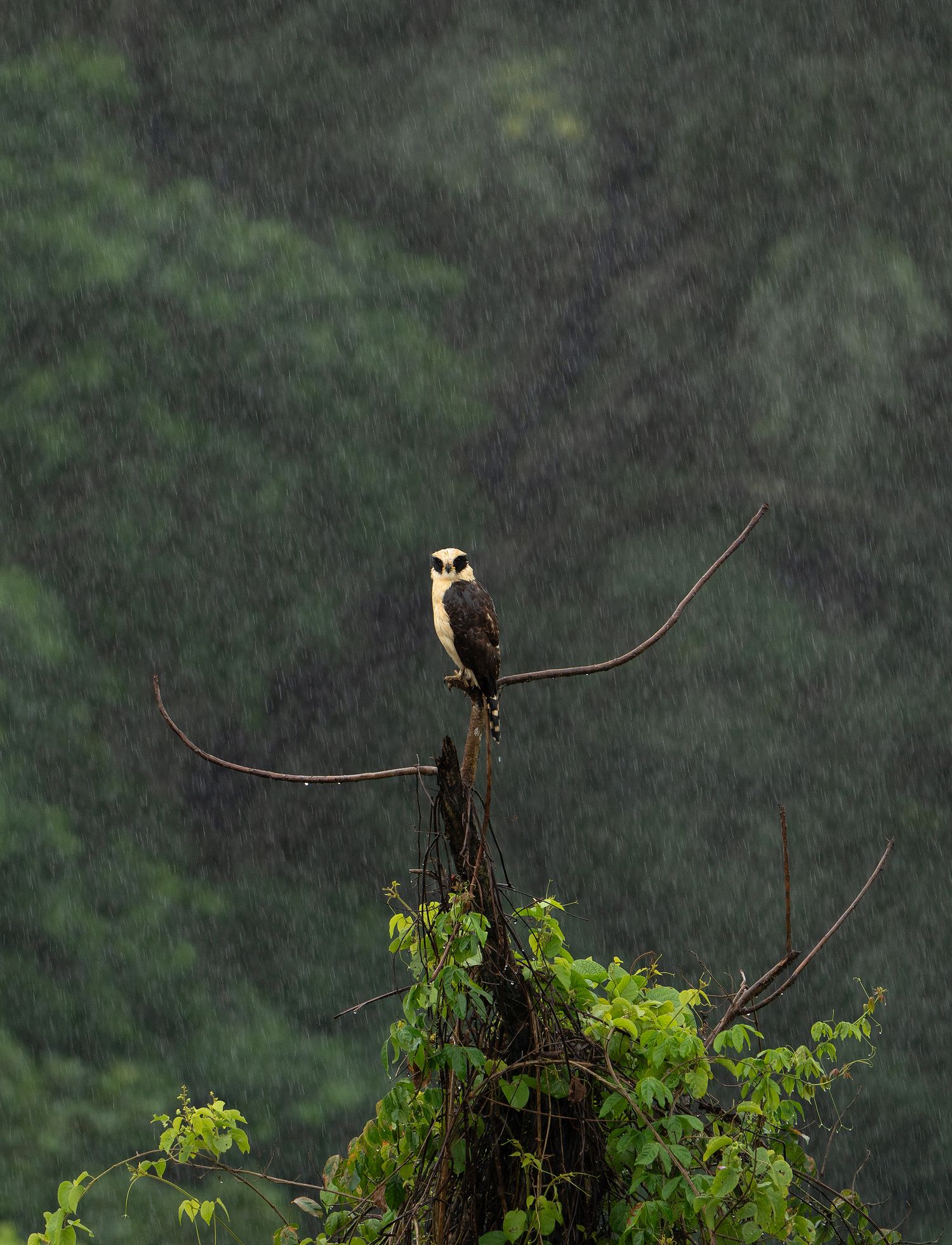 Bald eagle perched on a dead tree branch during rainfall in dense forest. Bird photography Costa Rica.