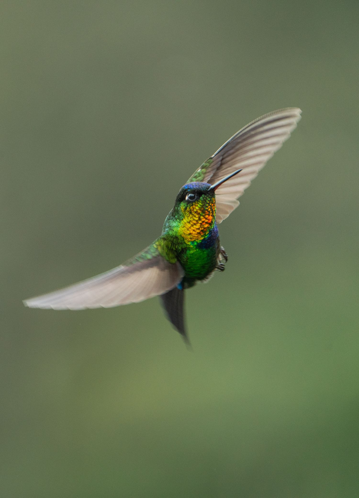 An iridescent hummingbird hovers with wings spread showing its green and gold feathers.