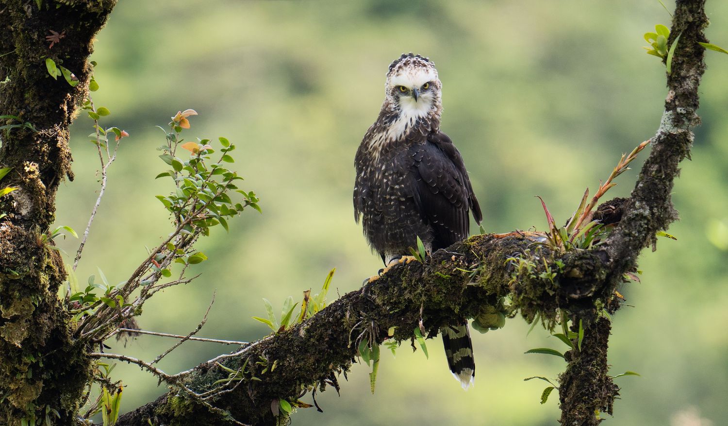 A series of aerial birds perched on moss-covered branches against a blurred green forest background. Bird photography Costa Rica.