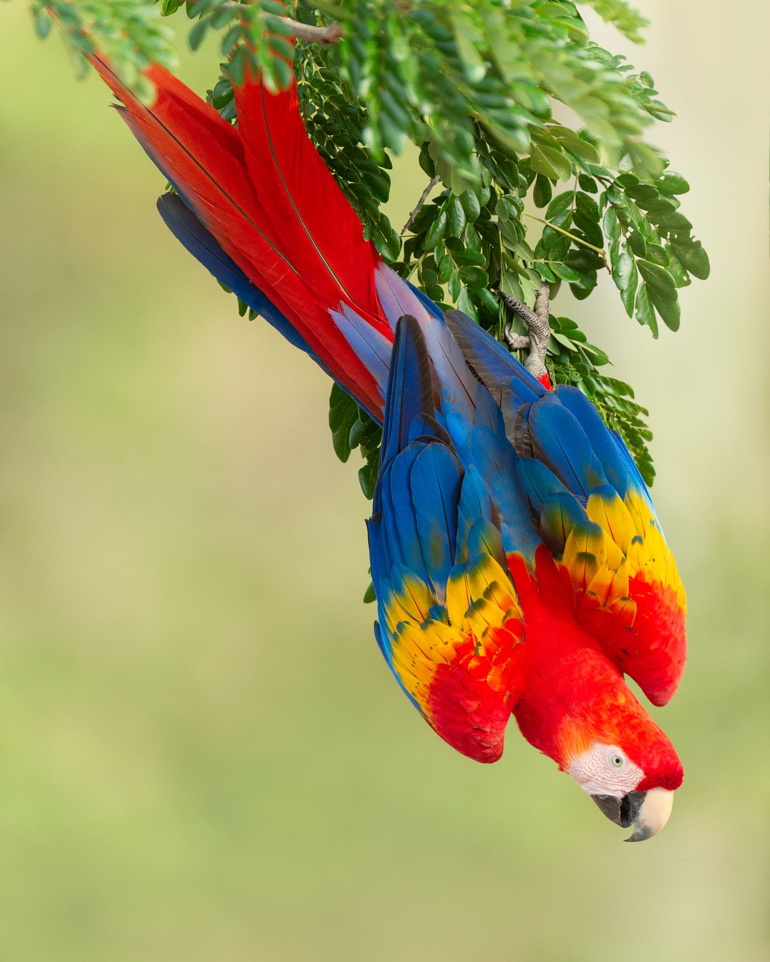 A scarlet macaw's tail feathers showing vibrant red, blue, and yellow colors among green foliage. Bird photography Costa Rica.