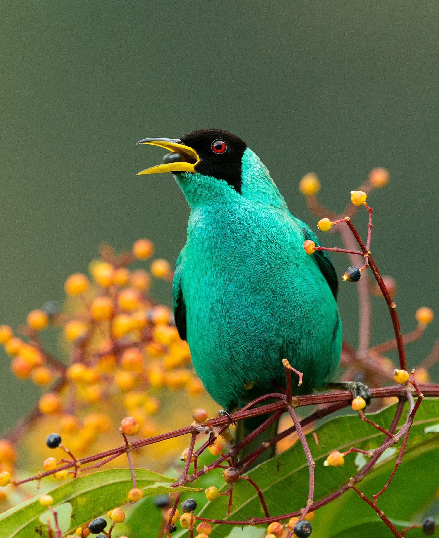 A vibrant turquoise green honeycreeper sings while perched among orange berries. Bird photography Costa Rica.
