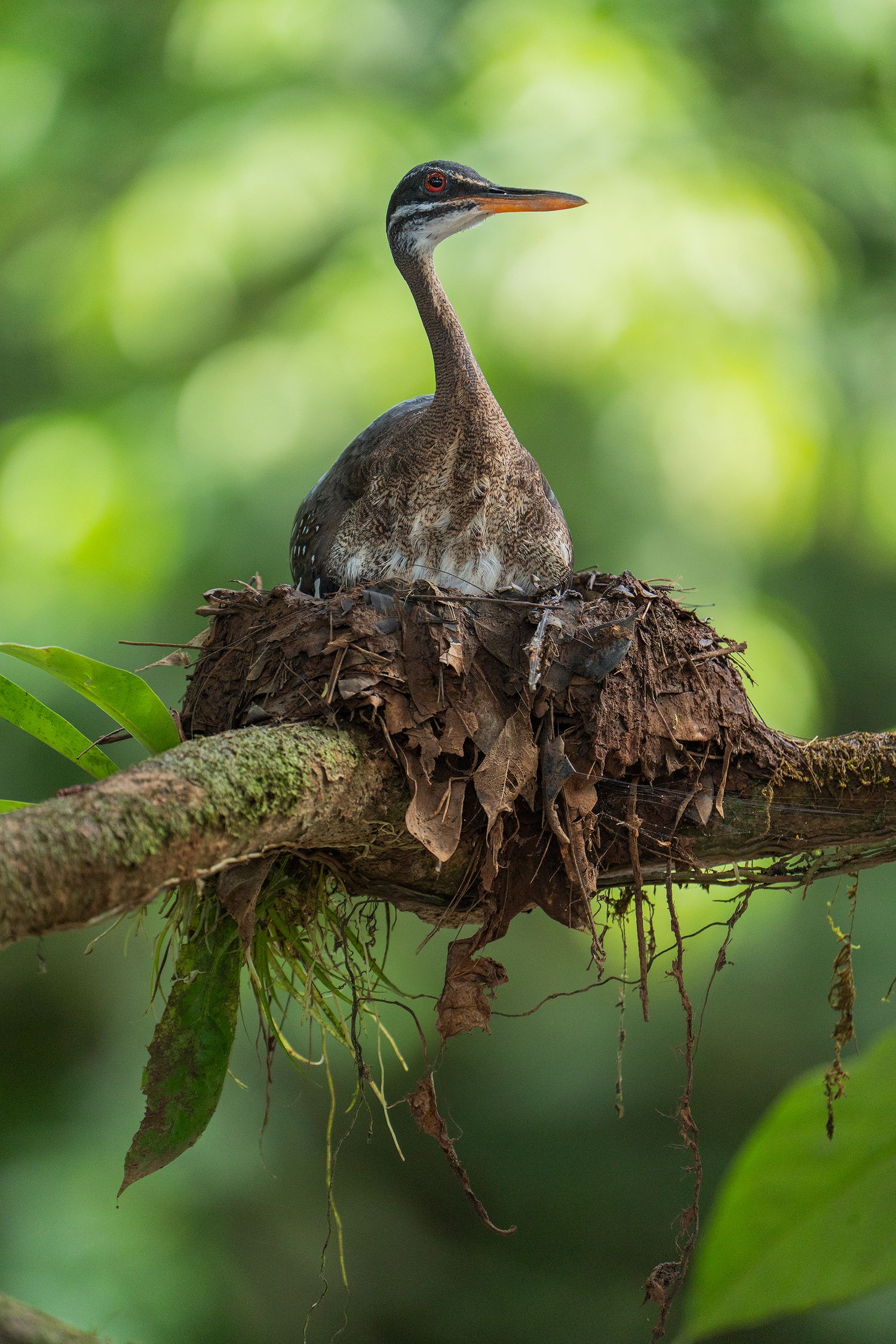 A sunbittern bird nesting on a branch covered with moss and debris in the rainforest. Bird photography Costa Rica.