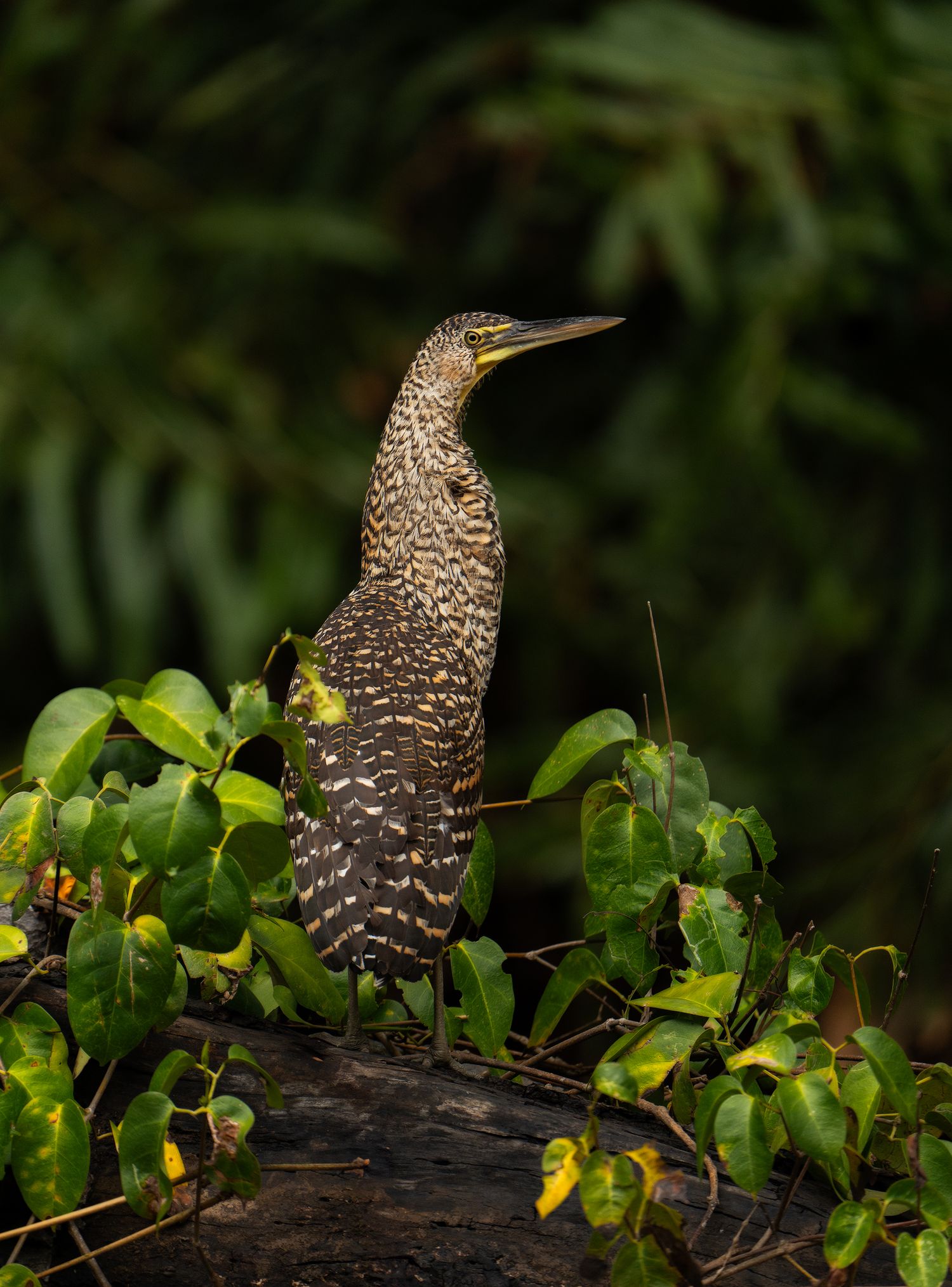 A spotted forest bird perched among green foliage and yellow flowers. Bird photography Costa Rica.