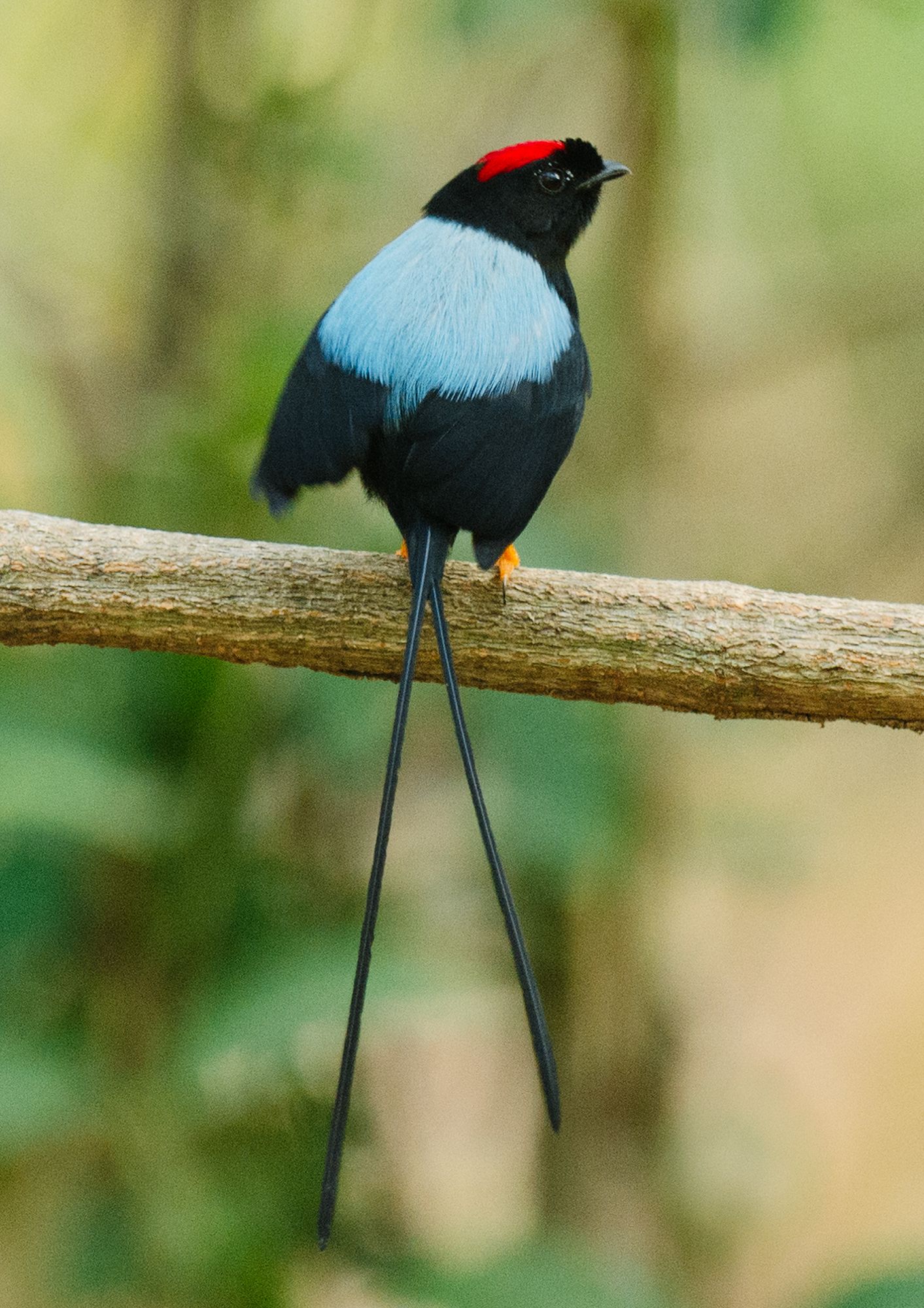 Long-tailed glossy black bird with blue feathers perched on wooden branch. Bird photography Costa Rica.