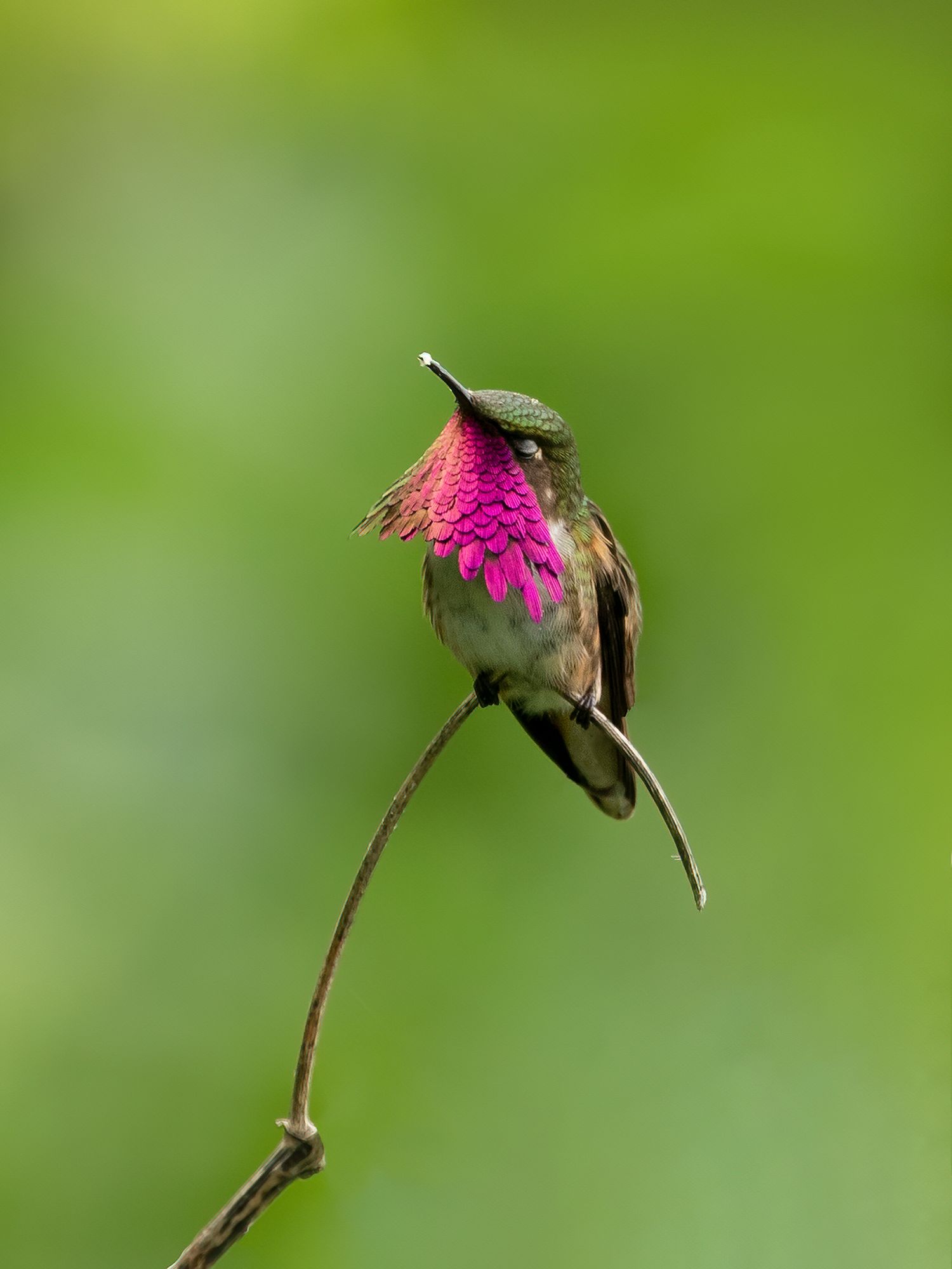 A sequence of hummingbirds hovering near bright pink flowers against a green background.
