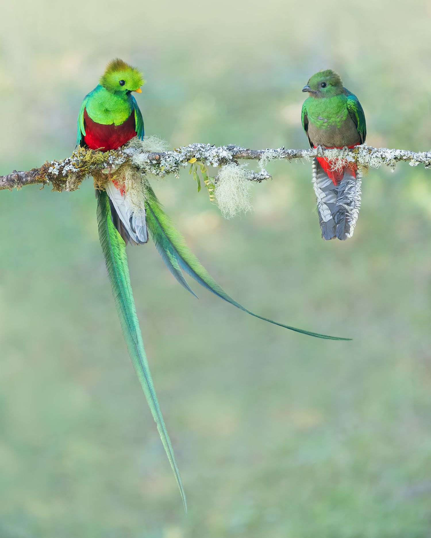 Two colorful quetzals with long tail feathers rest together on a lichen-covered branch. Bird photography Costa Rica.
